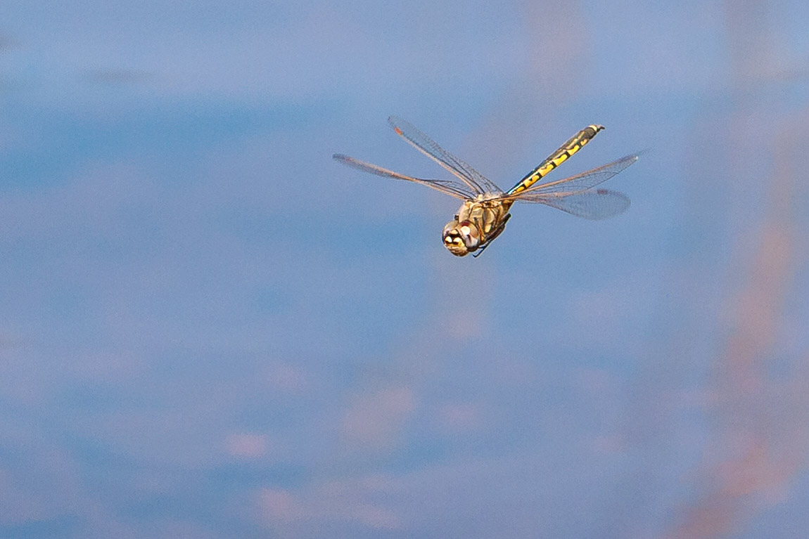 Australian Emperor Dragonfly, Hemianax papuensis
