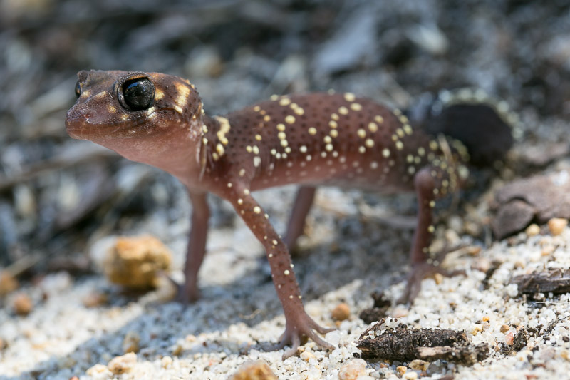 Barking Gecko, Underwoodisaurus milii