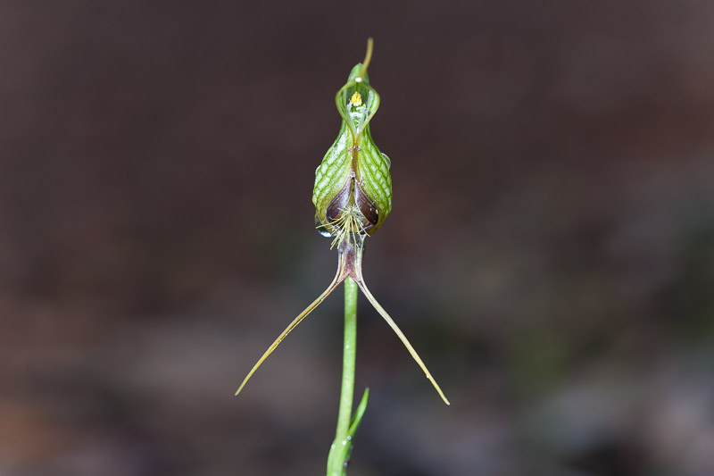 Bird Orchid, Pterostylis barbata