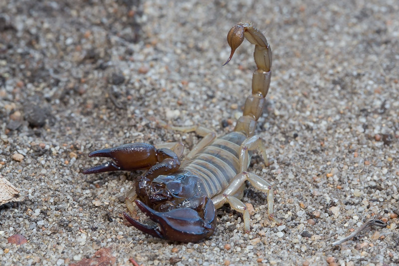 Sand scorpion, Urodacus novaehollandiae