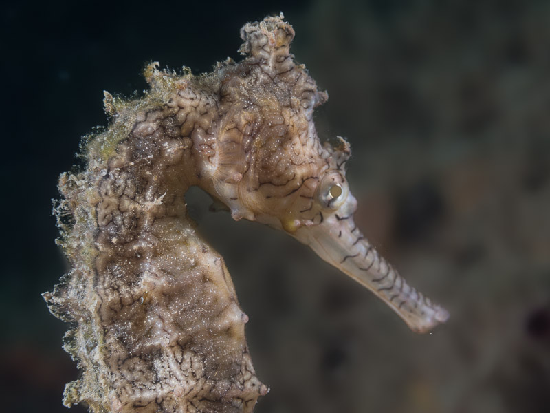 West Australian Seahorse, Hippocampus subelongatus Castelnau