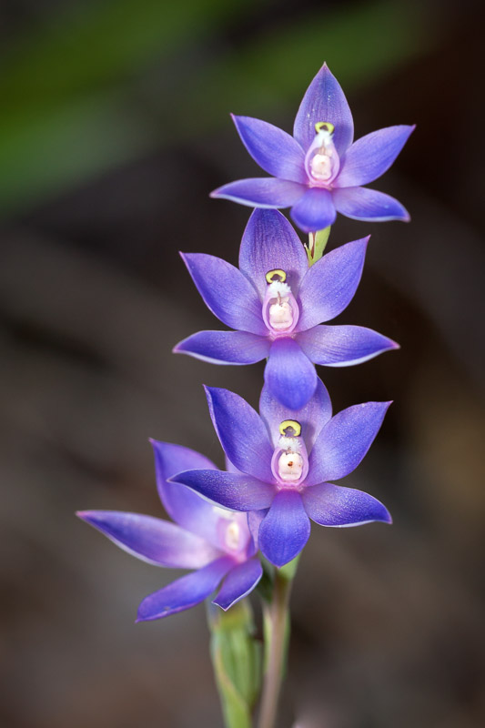Scented Sun Orchid, Thelymitra sp.