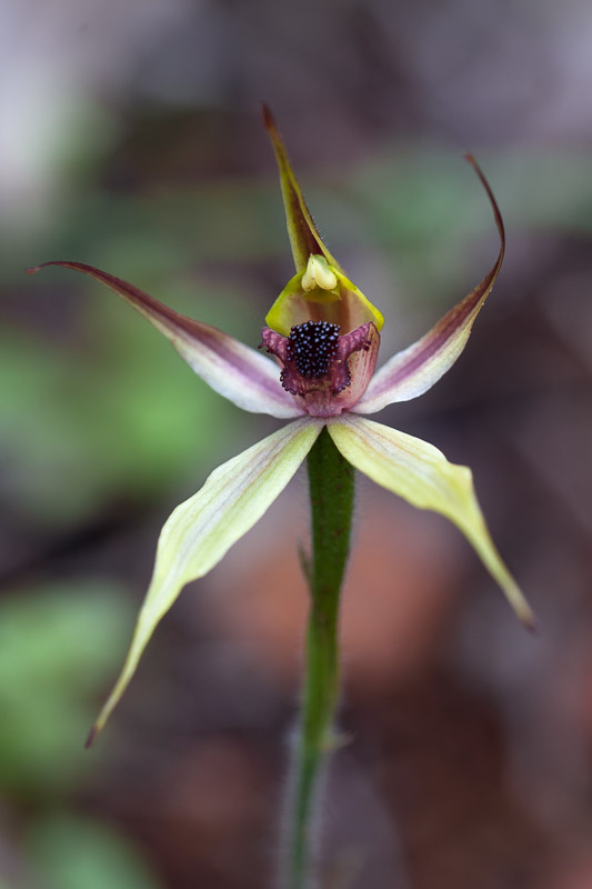 Leaping Spider Orchid - Caladenia macrostylis