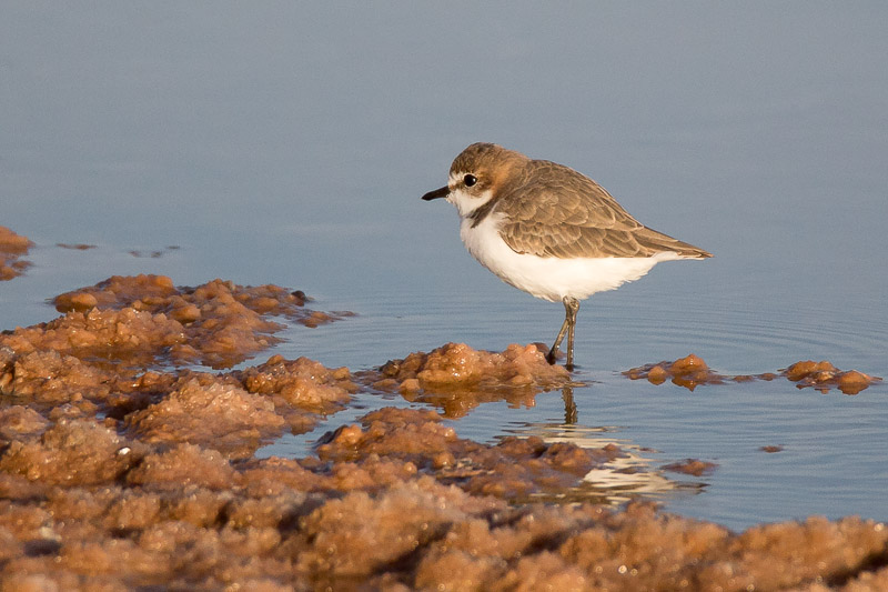 Red capped Plover, Charadrius ruficapillus