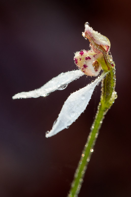 White Bunny Orchid - Eriochilus dilatatus