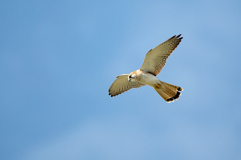 Nankeen Kestrel, Falco cenchroides