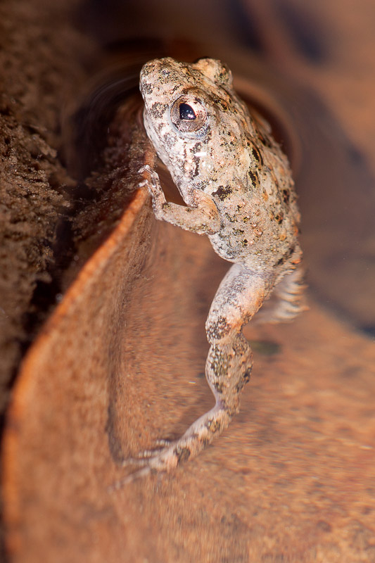 Bleating Froglet - Crinia pseudinsignifera
