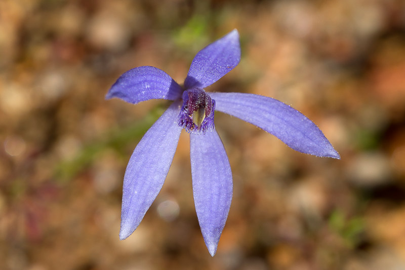 Blue Fairy Orchid - Cyanicula deformis