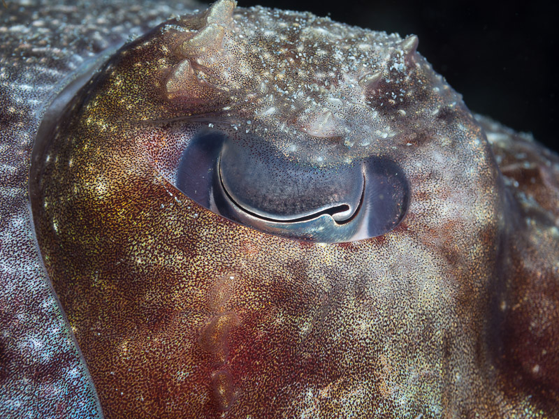 Giant Cuttlefish - Sepia apama, eye
