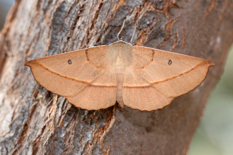 Grevillea Looper Moth - Oenochroma vinaria