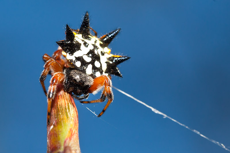 Jewel Spider - Austracantha minax