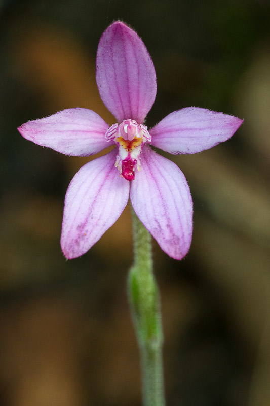 Little Pink Fairy Orchid - Caladenia reptans