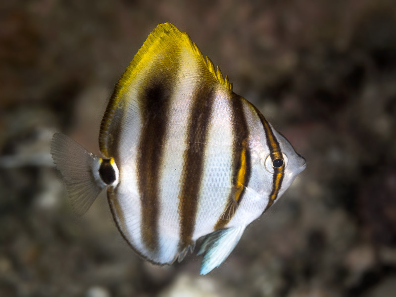 Ocellate Butterflyfish - Parachaetodon ocellatus
