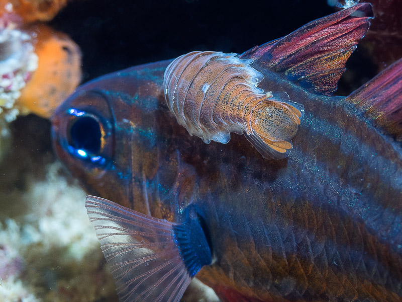 Parasitic isopod - Anilocra apogonae on Western striped cardinalfish - Apogon victoriae