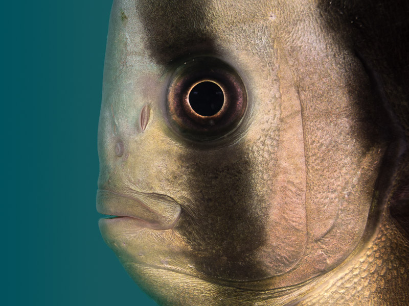 Round Face Batfish - Platax teira