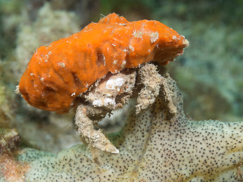 Sponge Crab - Austrodromidia octodentata