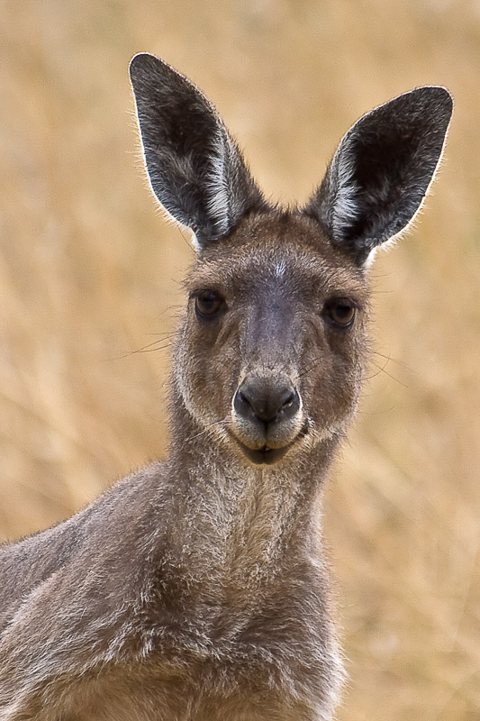 Western Grey Kangaroo - Macropus fuliginosus