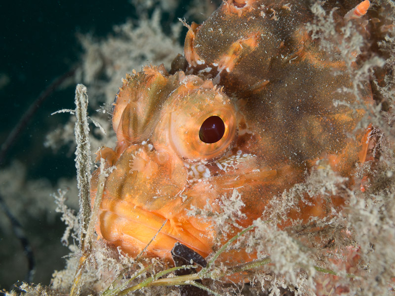 Western Red Scorpionfish - Scorpaena sumptuosa