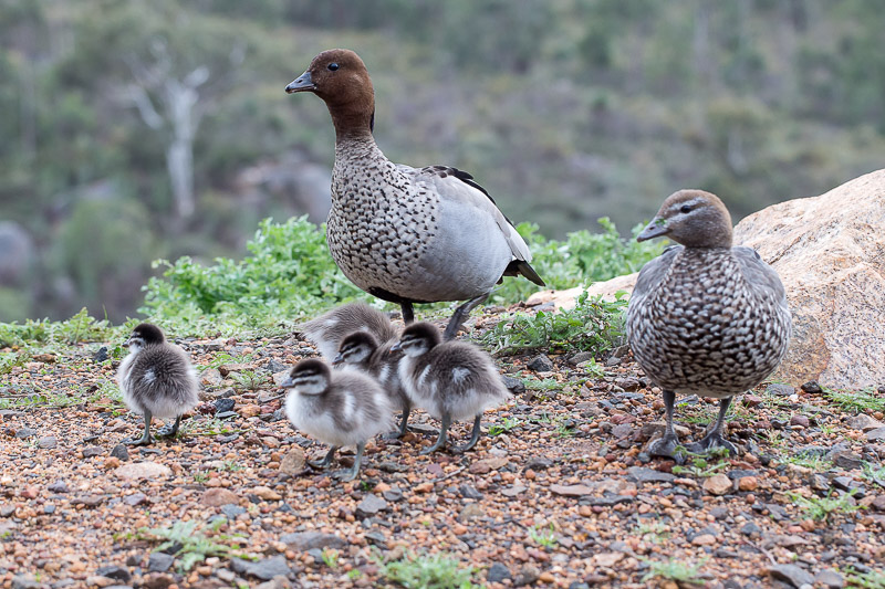Australian Wood Duck - Chenonetta jubata, family with chicks