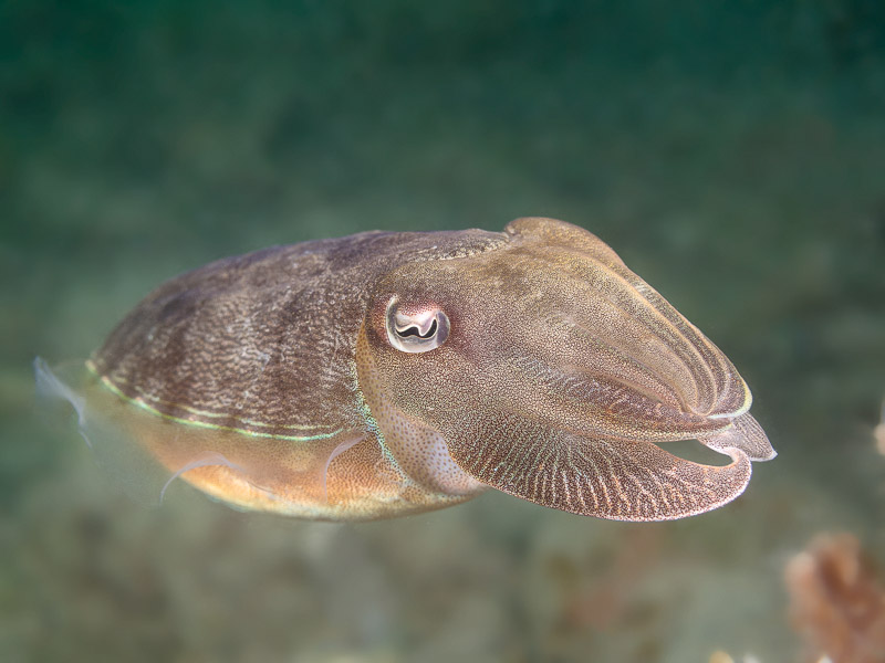 Cuttlefish - Sepia sp.