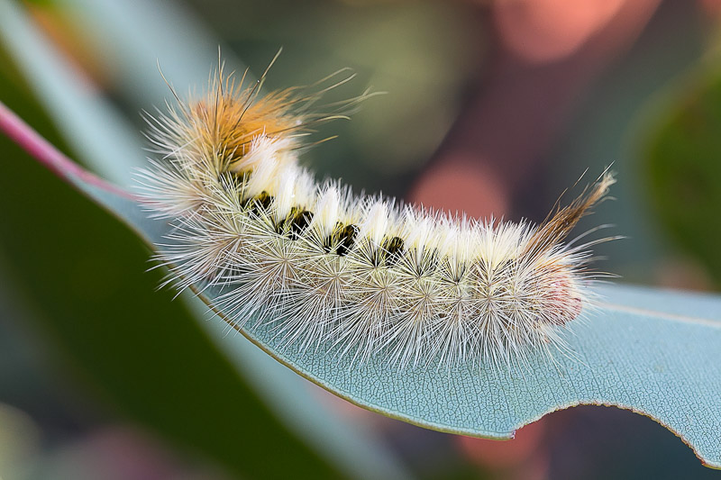 Hairymary Caterpillar - Anthelidae sp.