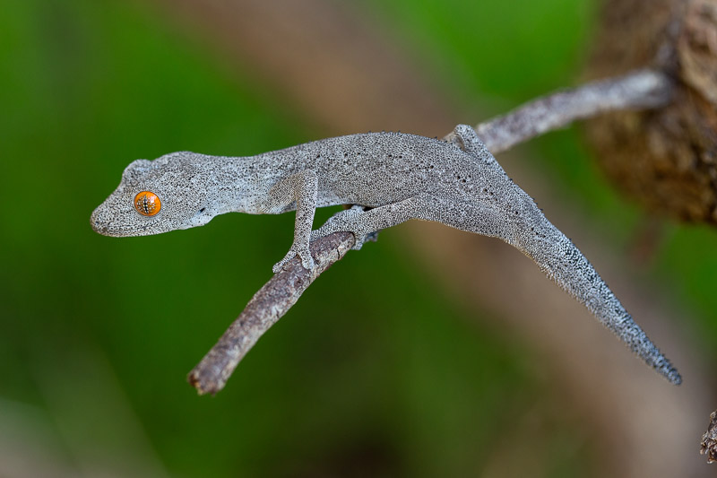 Soft Spiny-tailed Gecko - Strophurus spinigerus