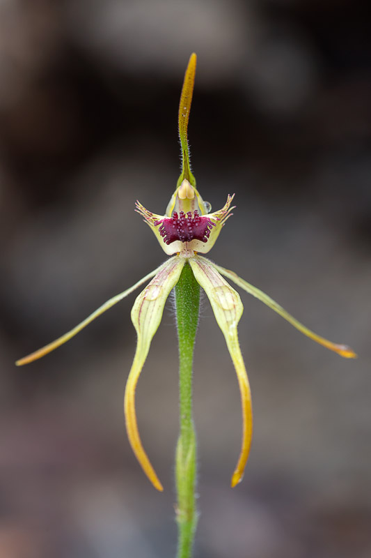 Swamp Spider Orchid - Caladenia paludosa