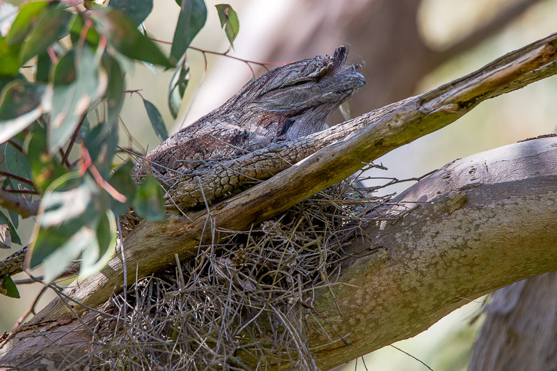 Tawny Frogmouth - Podargus strigoides on nest