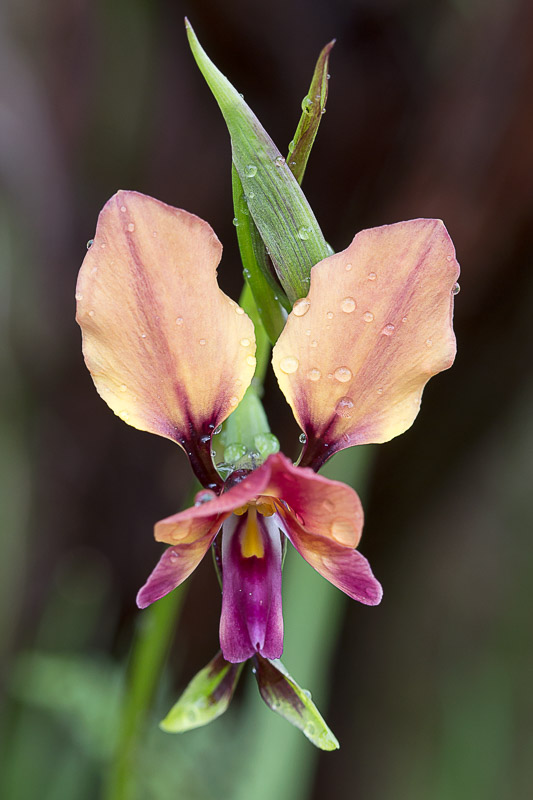 Purple Pansy Orchid - Diuris longifolia
