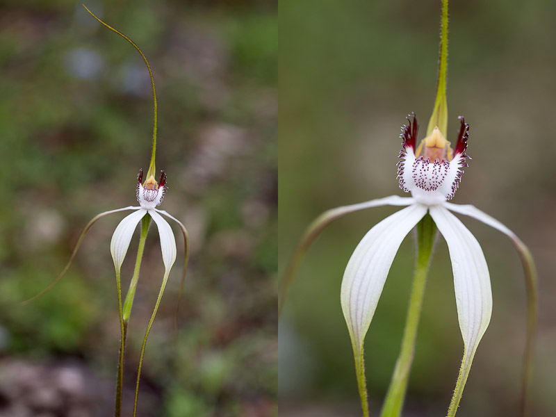 White Spider Orchid - Caladenia longicauda