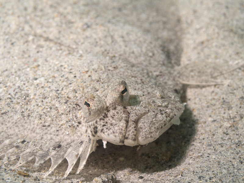 Small-tooth Flounder - Psuedorhombus jenynsii